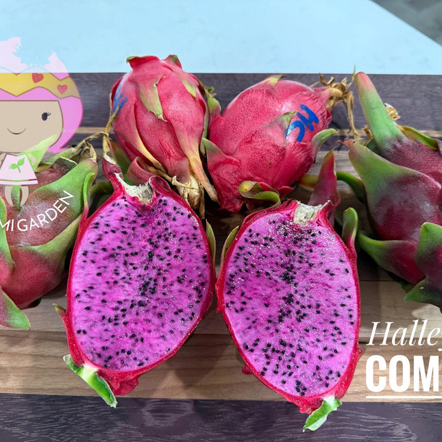 Halleys Comet – H. undatus X H. guatemalensis dragon fruit cutting (12") and rooted live plants