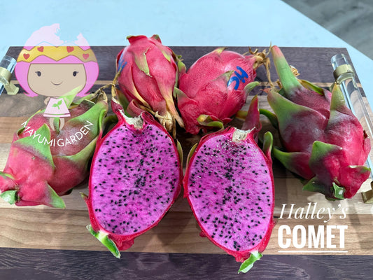 Halleys Comet – H. undatus X H. guatemalensis dragon fruit cutting (12") and rooted live plants