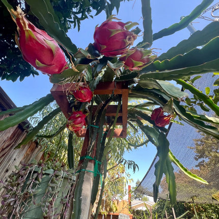 Halleys Comet – H. undatus X H. guatemalensis dragon fruit cutting (12") and rooted live plants