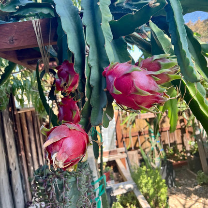 Halleys Comet – H. undatus X H. guatemalensis dragon fruit cutting (12") and rooted live plants