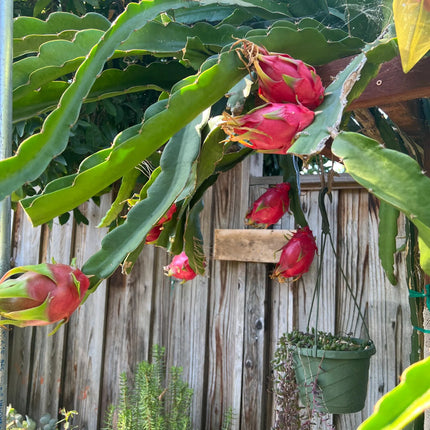 Halleys Comet – H. undatus X H. guatemalensis dragon fruit cutting (12") and rooted live plants