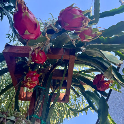 Halleys Comet – H. undatus X H. guatemalensis dragon fruit cutting (12") and rooted live plants