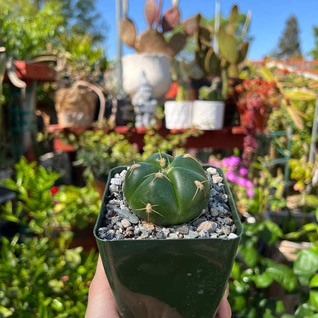 Gymnocalycium horstii, Cactus, Live Plant