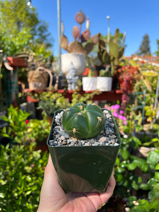 Gymnocalycium horstii, Cactus, Live Plant