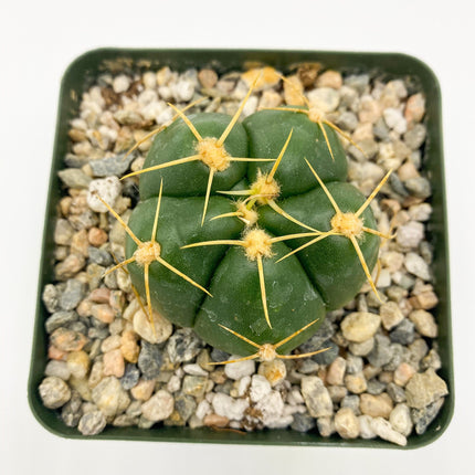 Gymnocalycium horstii, Cactus, Live Plant