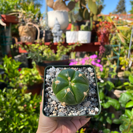 Gymnocalycium horstii, Cactus, Live Plant