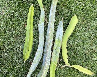 Tricia,Desert King, Frankie Red, Amelie, Riona, Celeste, Asunta 6, Asunta 7, Ohana Express, QD, Pixie Sky, Connie Mayer ... cuttings