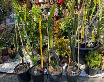 Supersize rooted Dragon fruit live plants in 5 gallons pot (At least 30" tall)!