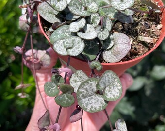 Ceropegia woodii 'String of hearts', Silver Glory