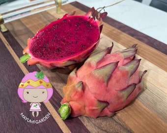 Tricia Dragon Fruit live plants and cuttings