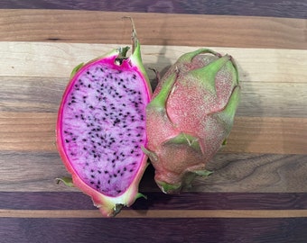 Asunta 3 dragon fruit cuttings 12" and rooted plant