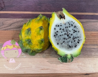 Ecuador Palora dragon fruit (cuttings and rooted plants)