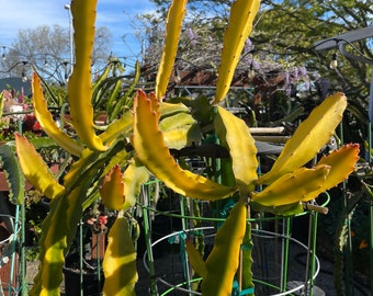 Rare Worth Lime Variegated cuttings and rooted live plants
