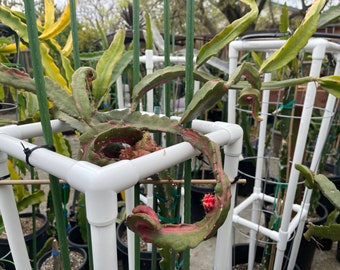 Rare Pink/Red Chimera dragon cutting