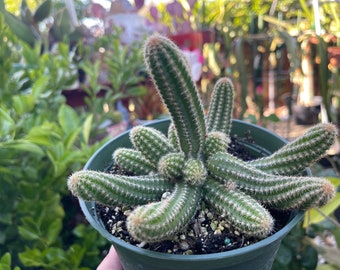 Chamaecereus silvestrii (Echinopsis chama) Peanut cactus in 6" pot, Live plant