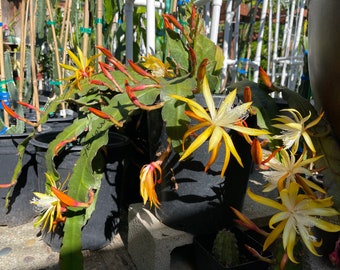 Queen of the night epiphyllum (yellow) cutting 10-12"