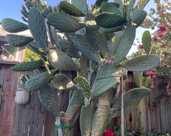 Opuntia ficus indica prickly pear cactus, Spineless/Barbary Fig, pad cutting