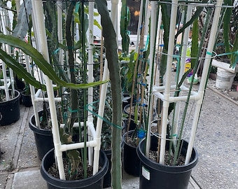 trellis fruit plants Dragon fruit PVC (Schedule 40) Trellis (54" tall) Long Lasting Light W – Mayumi Garden