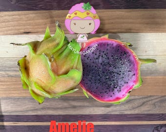 Amelie (Don Burnett ‘s hybrid) grafted dragon fruit live plant