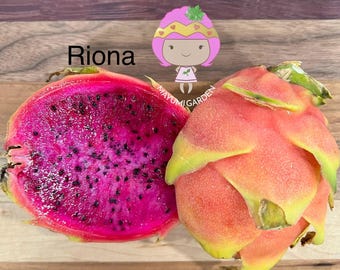 Riona (Don Burnett ‘s hybrid) grafted dragon fruit live plant (35-40” tall)