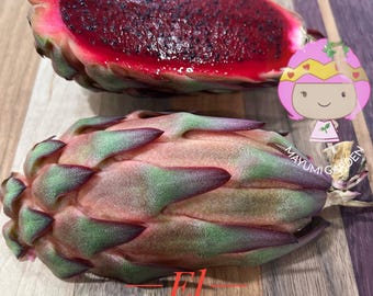 El Grullo Dragon Fruit cuttings 12"