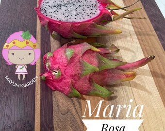 Maria Rosa dragon fruit cutting (12”)
