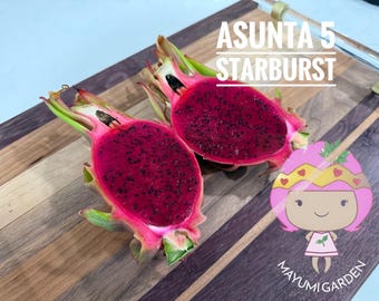 Asunta 5 Starburst Dragon Fruit live cuttings (TLM)