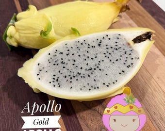 Apollo Gold (aka Apollo Yellow) dragon fruit live plants & cuttings