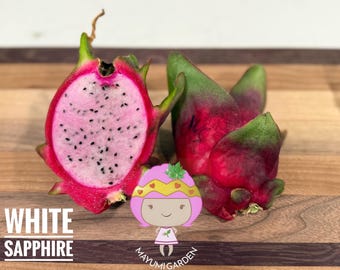 White Saphire Dragon Fruit live cutting and rooted plants