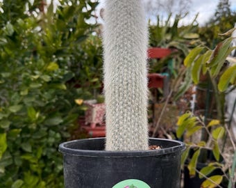 Cleistocactus strausii ‘Silver torch’, Cactus, Live Plant