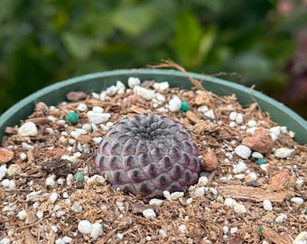 Sulcorebutia rauschii, Cactus, Live plant