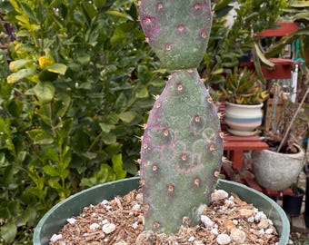 Opuntia x basilaris ‘Baby Rita prickly pear’, Cactus, Live plant