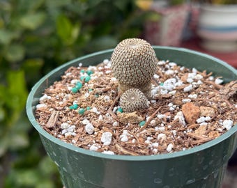 Rebutia heliosa, Cactus, Live plant