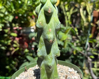 Myrtillocactus geometrizans 'Fukurokuryuzinboku "Boobie cactus"  live rooted plant