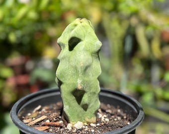 Pachycereus Schottii Monstrosus (Totem Pole) Cactus ROOTED Live Plant Thornless 5" to 7" tall