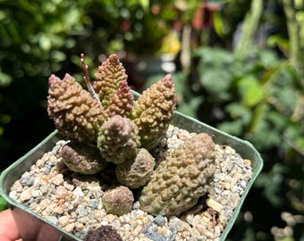 Adromischus marianiae herrei, ‘Red Coral’, Live Plant, 4-inch pot