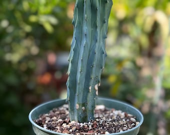 Myrtillocactus geometrizans ‘Blue Candle Cactus’, Live Plant