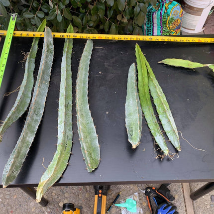 Tricia,Desert King, Frankie Red, Amelie, Riona, Celeste, Asunta 6, Asunta 7, Ohana Express, QD, Pixie Sky, Connie Mayer ... cuttings