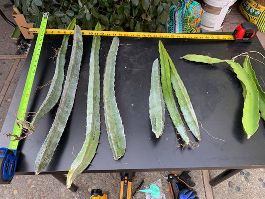 Tricia,Desert King, Frankie Red, Amelie, Riona, Celeste, Asunta 6, Asunta 7, Ohana Express, QD, Pixie Sky, Connie Mayer ... cuttings
