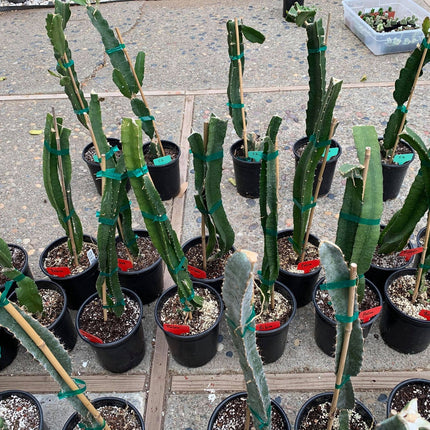 Well Rooted Tricia, Edgar’s baby, Palora & Seoul Kitchen, Desert King, Ocamponis, Ohana Express, Desert Princess…. Dragon fruit- pitaya