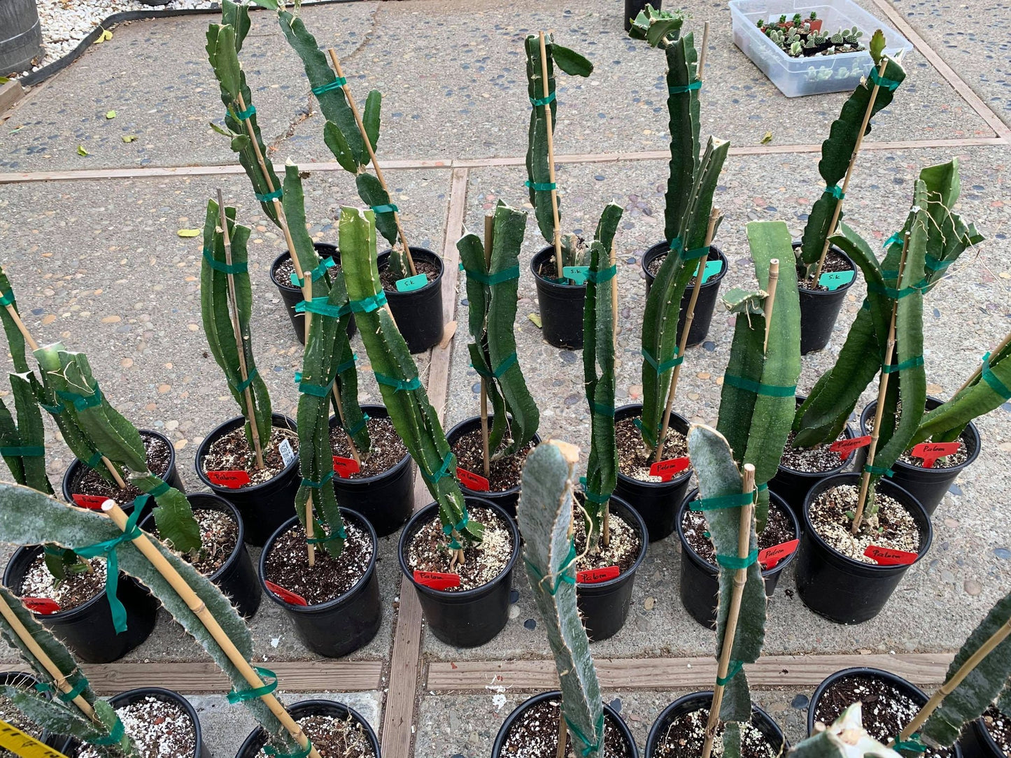 Well Rooted Tricia, Edgar’s baby, Palora & Seoul Kitchen, Desert King, Ocamponis, Ohana Express, Desert Princess…. Dragon fruit- pitaya