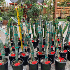 Collection image for: The Tastiest Dragon Fruit