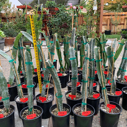 Well Rooted Tricia, Edgar’s baby, Palora & Seoul Kitchen, Desert King, Ocamponis, Ohana Express, Desert Princess…. Dragon fruit- pitaya