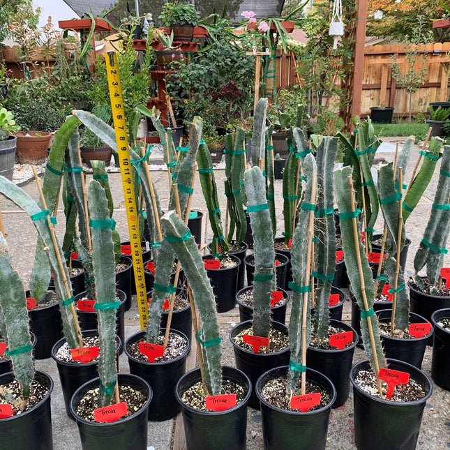 Well Rooted Tricia, Edgar’s baby, Palora & Seoul Kitchen, Desert King, Ocamponis, Ohana Express, Desert Princess…. Dragon fruit- pitaya