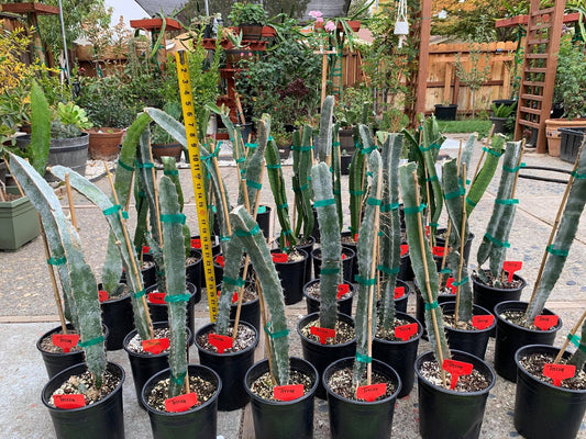 Well Rooted Tricia, Edgar’s baby, Palora & Seoul Kitchen, Desert King, Ocamponis, Ohana Express, Desert Princess…. Dragon fruit- pitaya