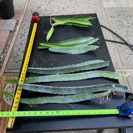 Tricia,Desert King, Frankie Red, Amelie, Riona, Celeste, Asunta 6, Asunta 7, Ohana Express, QD, Pixie Sky, Connie Mayer ... cuttings