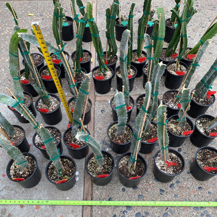 Well Rooted Tricia, Edgar’s baby, Palora & Seoul Kitchen, Desert King, Ocamponis, Ohana Express, Desert Princess…. Dragon fruit- pitaya