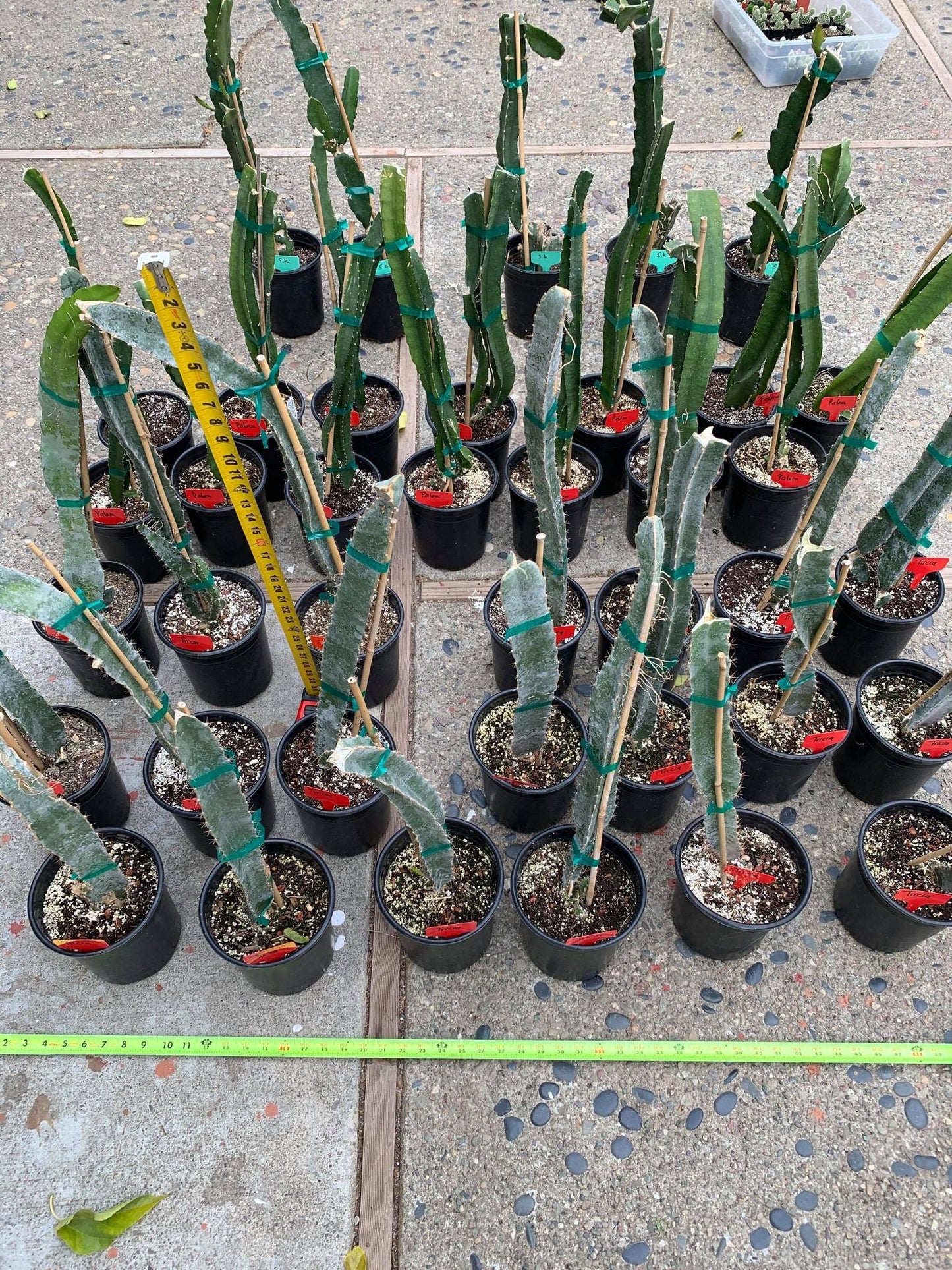 Well Rooted Tricia, Edgar’s baby, Palora & Seoul Kitchen, Desert King, Ocamponis, Ohana Express, Desert Princess…. Dragon fruit- pitaya