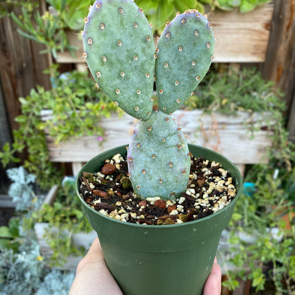 Opuntia x basilaris ‘Baby Rita prickly pear’, Cactus, Live plant