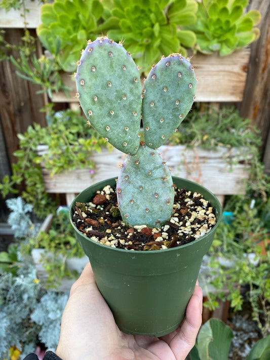 Opuntia x basilaris ‘Baby Rita prickly pear’, Cactus, Live plant